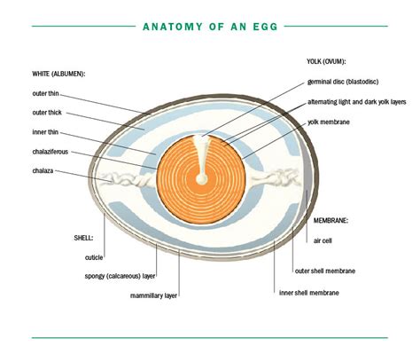 Chicken Egg Anatomy Diagram