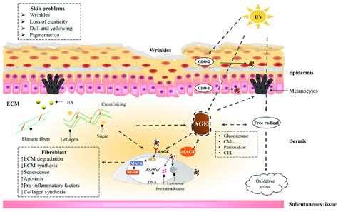 The effects of UV exposure combined with AGEs on the skin. A dotted ...