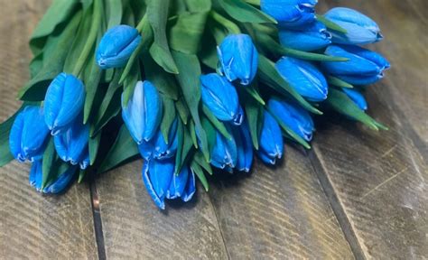 Blue Tulips Meaning and Symbolism | allwaysflower