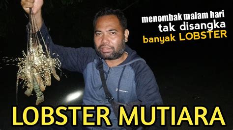 Menombak Ikan Di Spot Ini Ternyata Banyak Lobster Mutiara Night