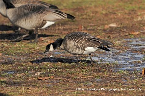 Tennessee Watchable Wildlife | Cackling Goose - Habitat: WATER