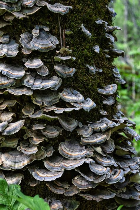 Benefits Of Turkey Tail Mushroom The Bursting Blog