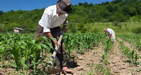 Agricultura Todo Sobre Lo Que Debes Saber De La Actividad Econ Mica