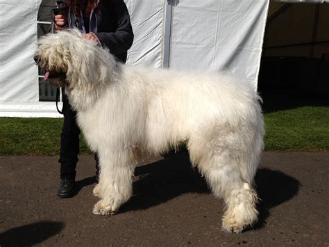 Komondor - All Big Dog Breeds