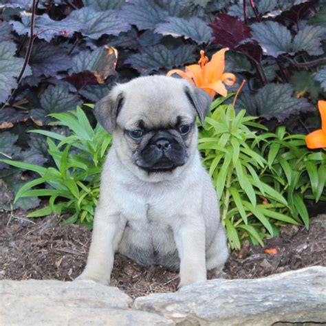 Pug Puppies for Sale (Cute, Smart, & Healthy) | VIP Puppies