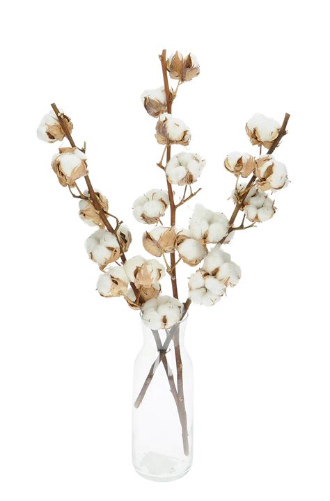 Dried Cotton Stem With 8 Flowers Blosmi Suszone Kwiaty I Trawy Do