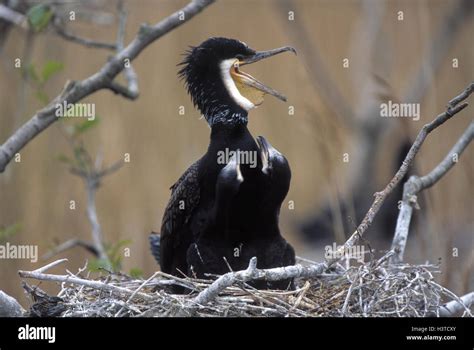 Big Cormorant Phalacrocorax Carbo Nest Young Birds Two Animals