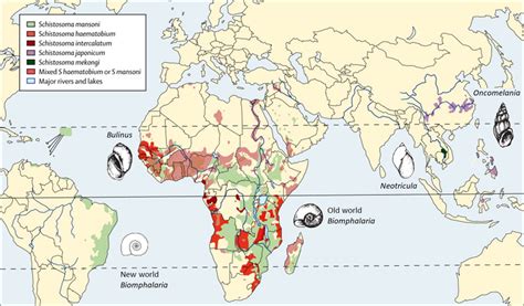 3 Global Distribution Of Schistosomiasis Infection Adapted From