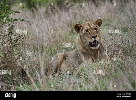 African Lion in its natural habitat in the bush Stock Photo - Alamy