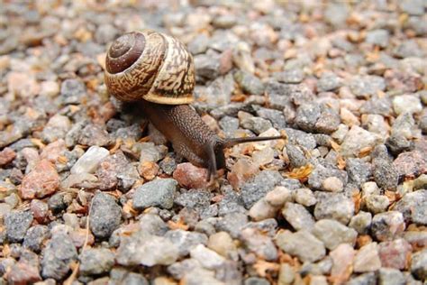 5 Types of Molluscs (Examples & Pictures) - Wildlife Informer