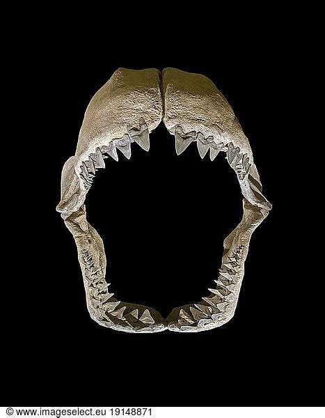 Otodus Megalodon Otodus Megalodon Extinct Species Of Prehistoric