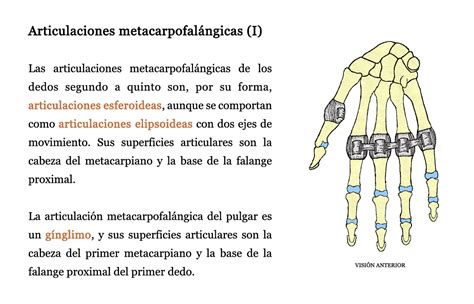 Articulación Metacarpofalángica Pulgar