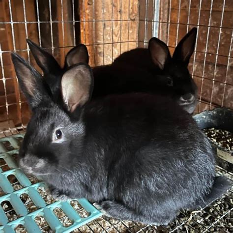 Why the Champagne d’Argent Meat Rabbit Breed – Adding a New Breed to My