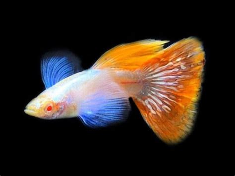 Albino Dumbo Ear Mosaic Fancy Guppy Male Female Aquafood