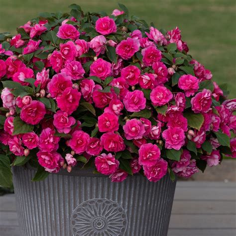 Impatiens Double Glimmer Hot Pink Large Plug Plants