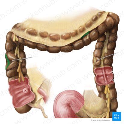 Teniae coli: Anatomy, location and function | Kenhub