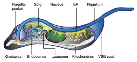 3 Trypanosome Cell Structure And Morphology A Simplified