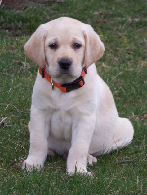 Woodland Breeze Labs Lab Puppies Yellow Lab Puppies Cute Labrador