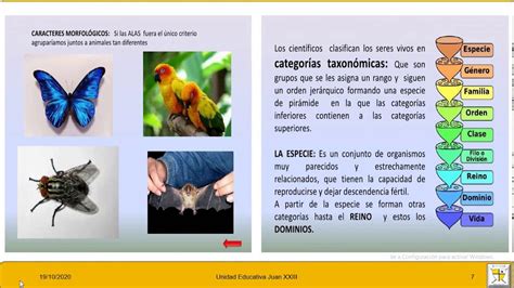 Taxonomia Y ClasificaciÓn De Los Seres Vivos Moneras Y Protista Youtube