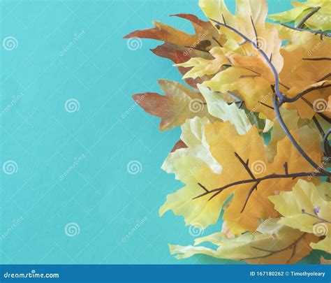 autumn foliage   teal background  orange  yellow leaves stock
