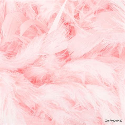 Pink Feathers Wallpapers Top Free Pink Feathers Backgrounds Wallpaperaccess