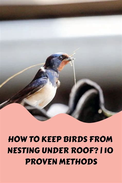 How To Keep Birds From Nesting Under Roof Proven Methods In