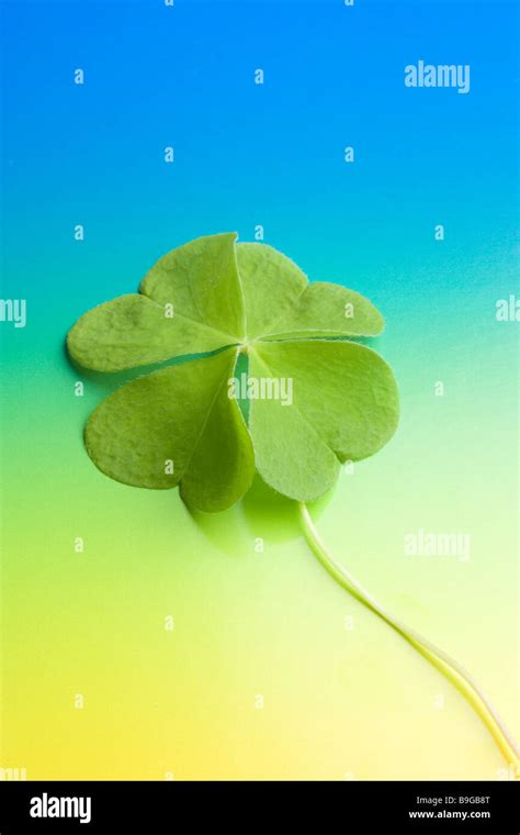 Lucky-clover background colorful Stock Photo - Alamy