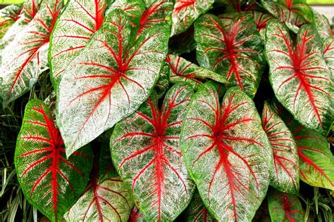 Elephant Ear Plants