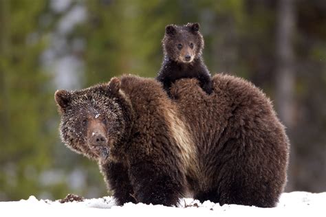 Friday Fun: Yellowstone Tourist Pissed Off by "Untrained Grizzly Bears ...