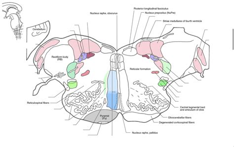 Rostral Medulla Diagram Quizlet