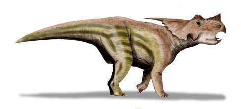 Achelousaurus Pictures & Facts - The Dinosaur Database