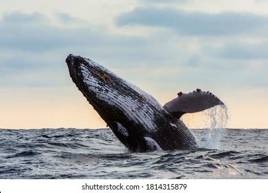 6,600 Whale sunset Images, Stock Photos & Vectors | Shutterstock