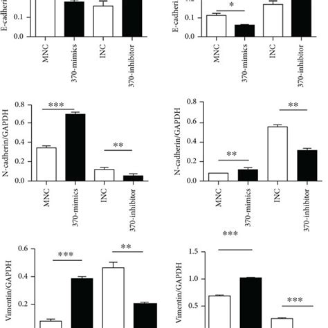 Mir 370 3p Can Promote Migration And Proliferation Of Breast Cancer Download Scientific Diagram