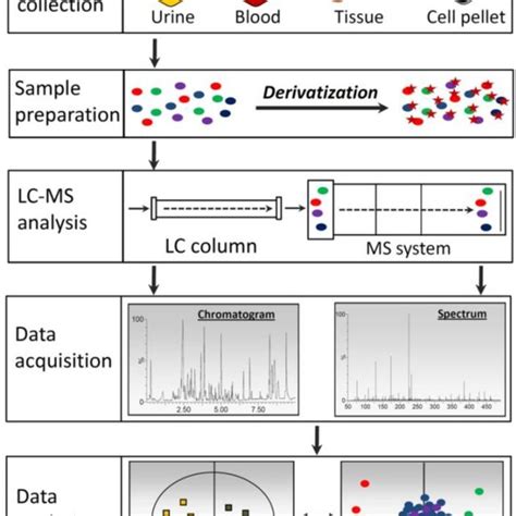 Metabolic Events In XIT And Potential Targets Of LC MS Based