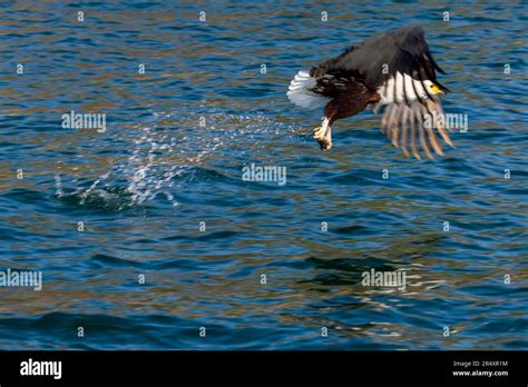 Bald Eagle Catches A Fish In Lake Malawi At Otter Point Malawi Bald