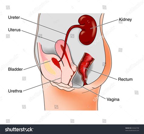 Female Urinary System Labeled Stock Vector 50342758 Shutterstock