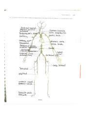 Review Sheet The Human Arterial And Venous Systems