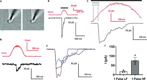 Mechanosensitive Inward Current In Hippocampal Neuron A Bright Field