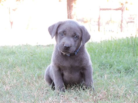 Silver Lab Puppies for Sale – 9-11-2019 – Silver Labs for Sale – Dog ...