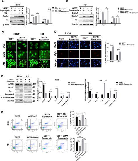 Frontiers Geft Inhibits Autophagy And Apoptosis In Rhabdomyosarcoma