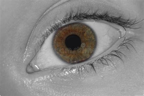 Cierre En Escala De Grises De Un Ojo Humano Con Un Iris Colorido Foto De Archivo Imagen De