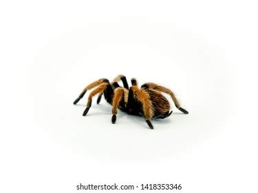 Aphonopelma Images Stock Photos D Objects Vectors Shutterstock