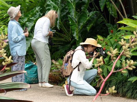 Cairns Insect Photography Tour Of Cairns Botanic Gardens Getyourguide