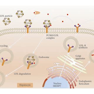 Mechanism Of Pcsk Inhibitors Ldlr Binds To Circulating Ldl Particles