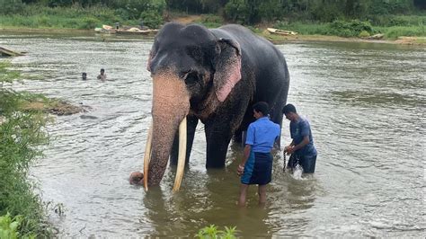 මහ රනදලය නල කයල ලසතවන සහ රජ Sinha raja royal tusker