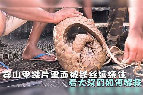 穿山甲鳞片里面被铁丝缠绕住无法自拔看大汉们如何解救 铁丝 穿山甲 鳞片