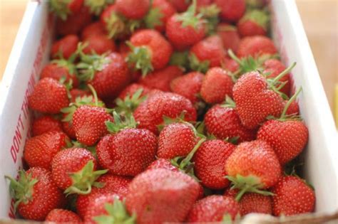 La Meilleure Fa On De Conserver Des Fraises Fra Ches