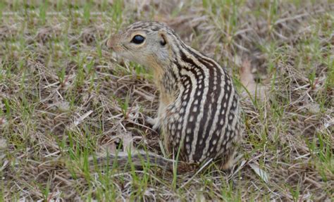 Get Rid Of Ground Squirrels Everything You Need To Know Wildlife Pros