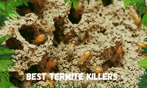 The Best Termite Killers Our 5 Best Choices And Reviews Insect Hobbyist