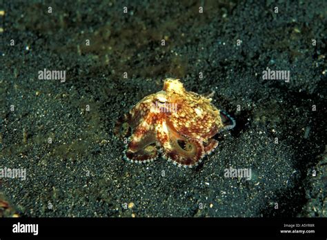 Juvenile Octopus Octopus Marginatus Sulawesi Indonesia Stock Photo Alamy